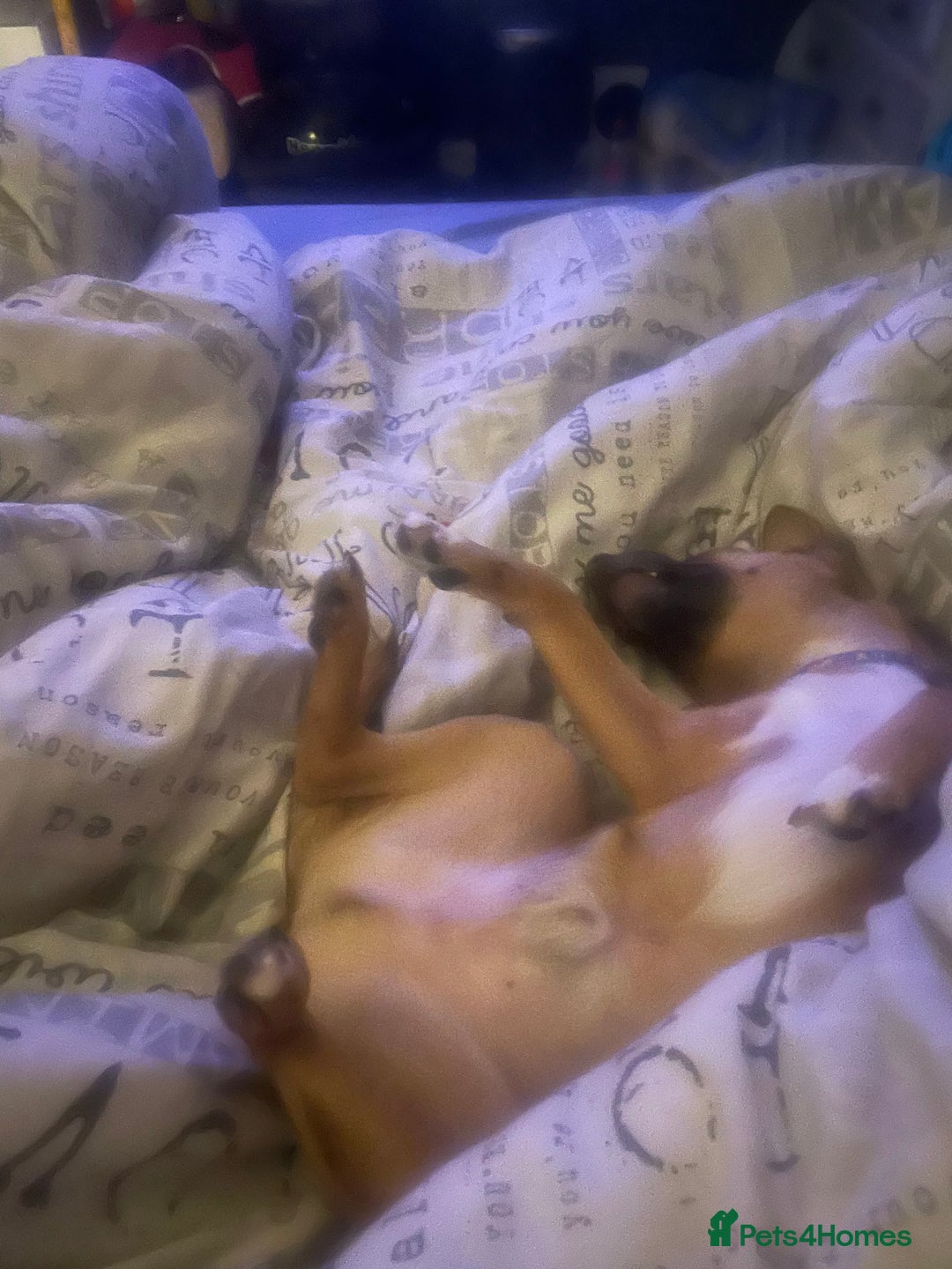 Mixed Breed dogs for sale: Miller - Advert 2