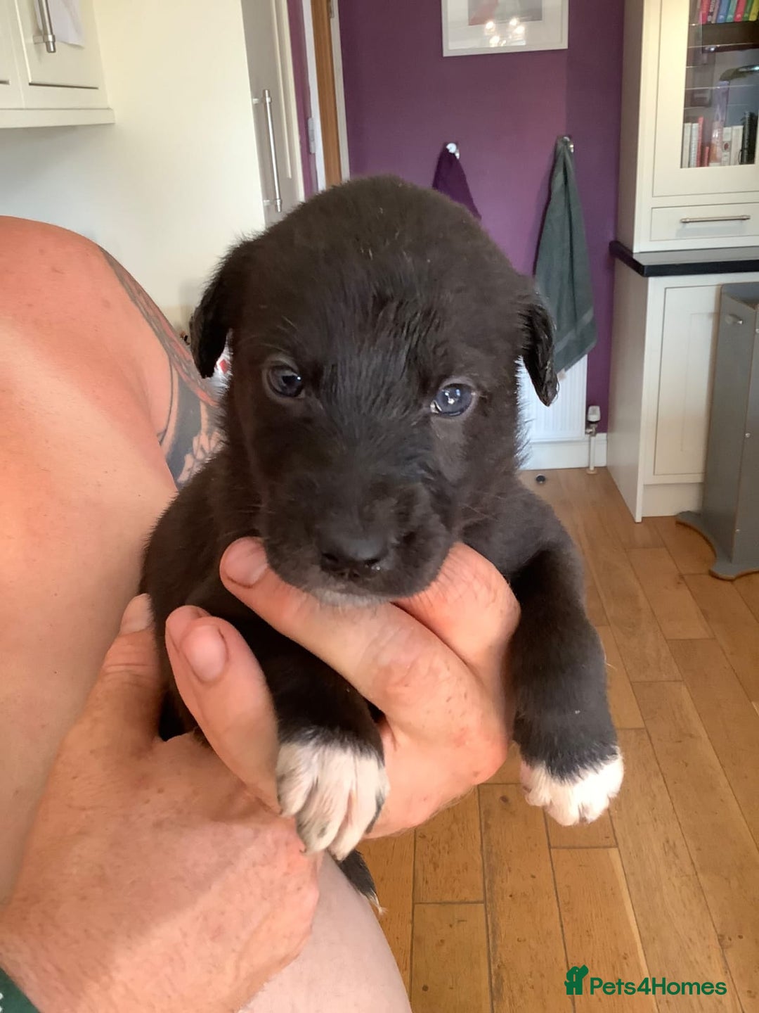 Lurcher dogs for sale: Lurcher puppies  - Image 3