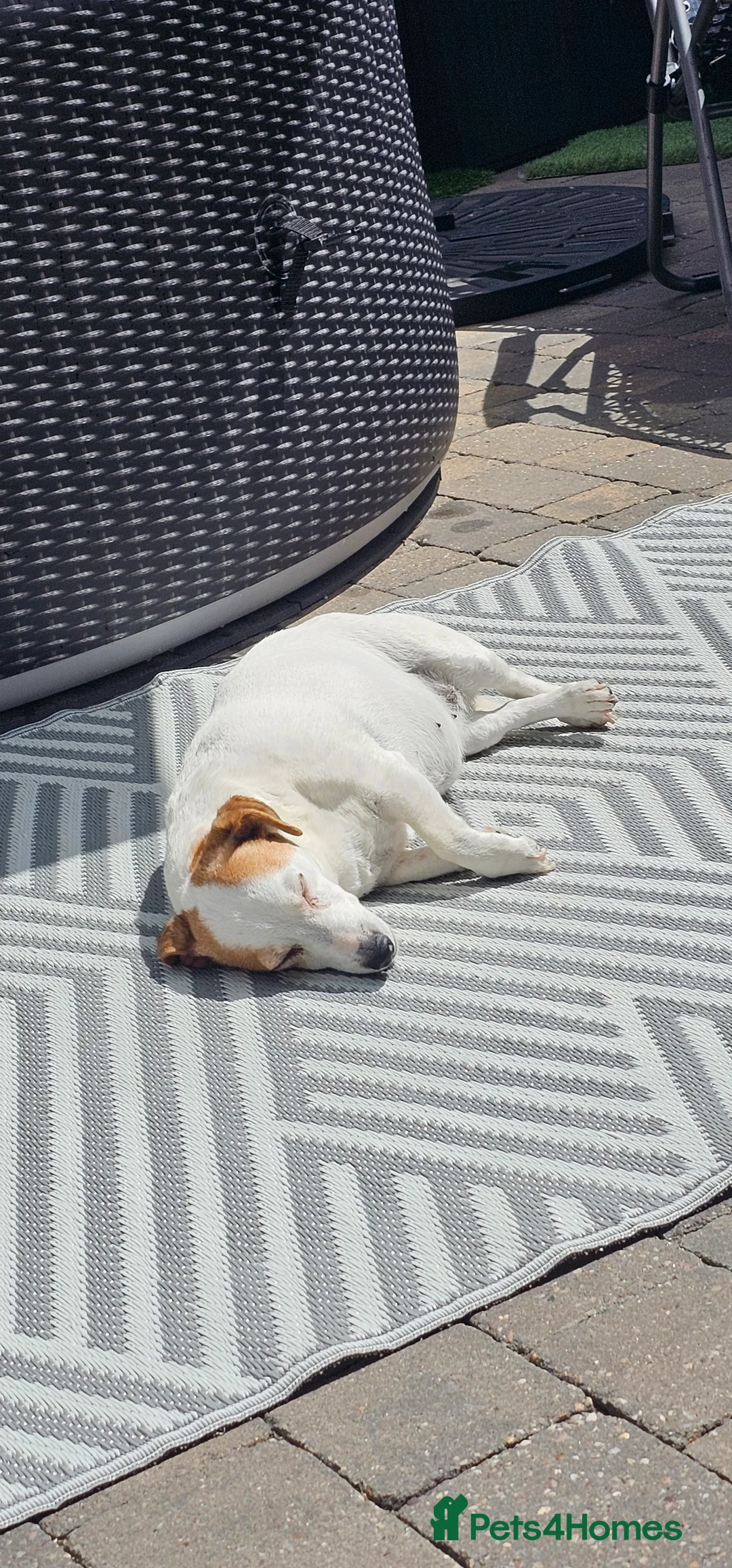 Jack Russell dogs for sale: Jack Russell girl free - Advert 2