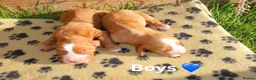 Cocker Spaniel dogs for sale: Beautiful Cocker spaniel puppies (working) - Advert 16