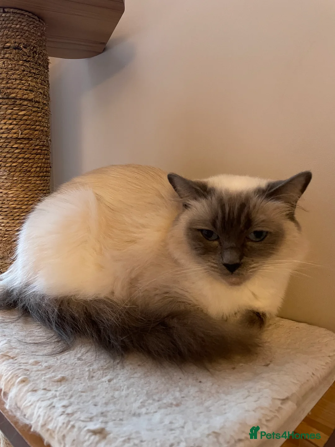 Ragdoll cats for sale: Beautiful Ragdoll boys - Advert 19