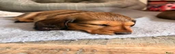 Dachshund dogs for sale: Male Standard longhair dachshund - Advert 5