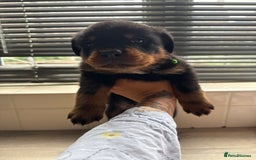 Rottweiler dogs for sale: Rottweiler puppies for sale  - Image 9
