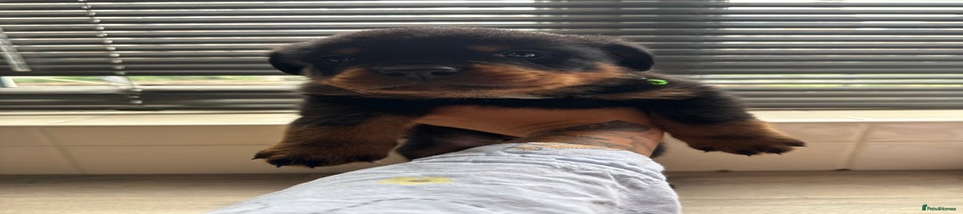 Rottweiler Puppy 3