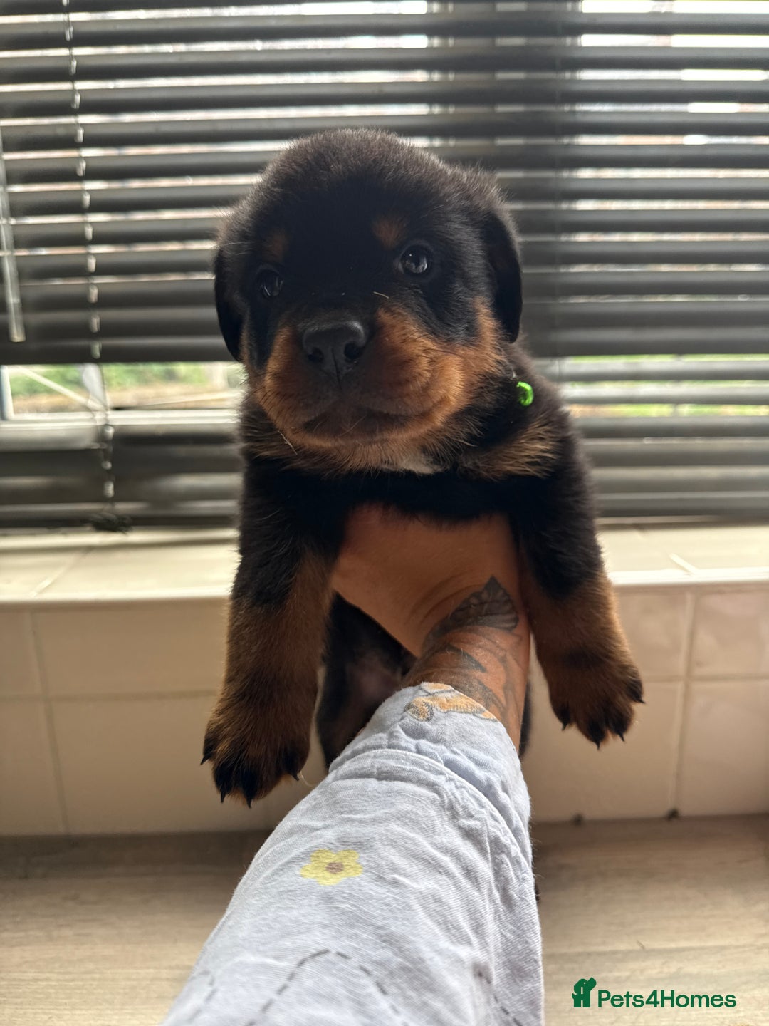 Rottweiler dogs for sale: Rottweiler puppies for sale  - Image 9