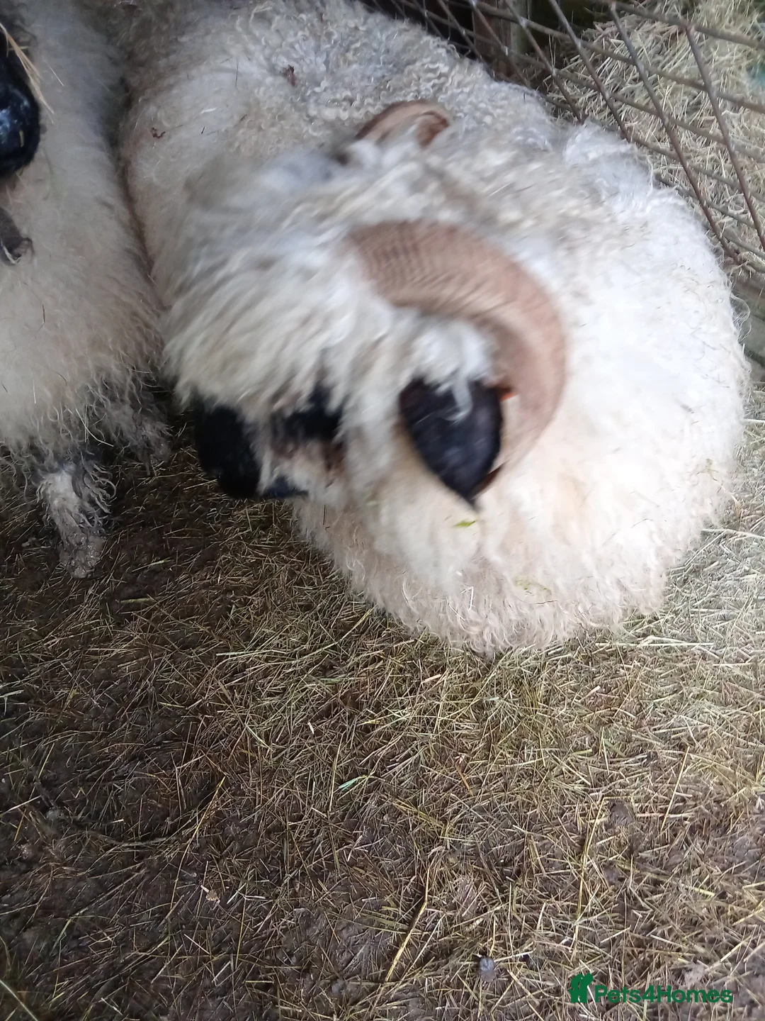 Sheep livestock for sale: Valais  blacknose sheep - Advert 2
