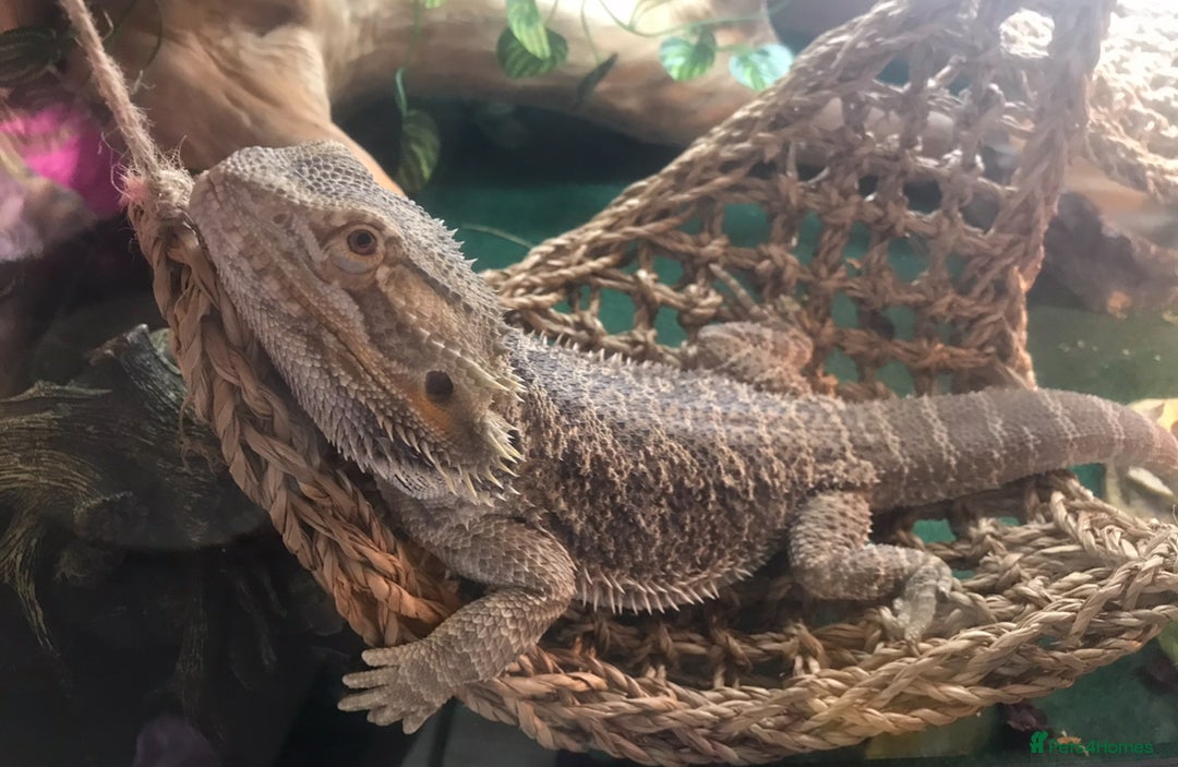 Bearded Dragon reptiles for sale: Bearded dragon boy names Loki the lizard  - Image 4