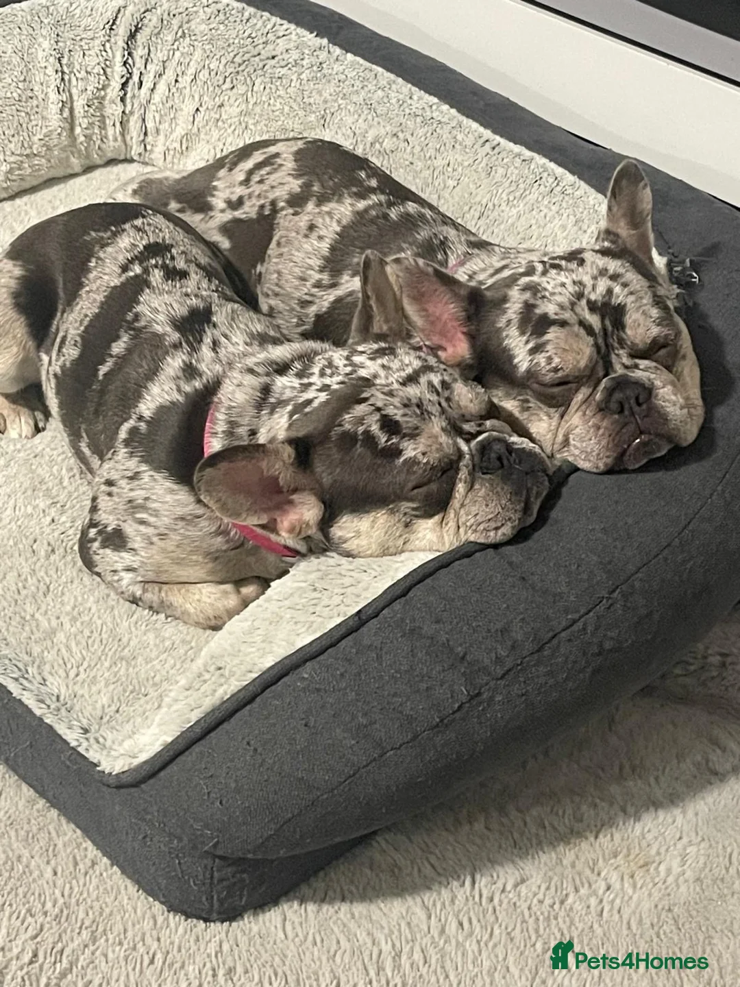 French Bulldog dogs for sale: 2 x French bulldogs  - Advert 1