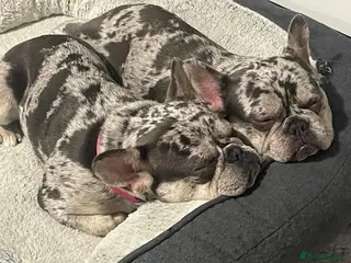 French Bulldog dogs 2 x French bulldogs - Advert 3