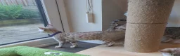 Bengal cats for sale: 🐆💕Very Beautiful Tica Registered Bengal Kittens. - Advert 6