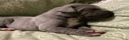 Great Dane dogs for sale: Great Dane puppies for sale - Advert 18