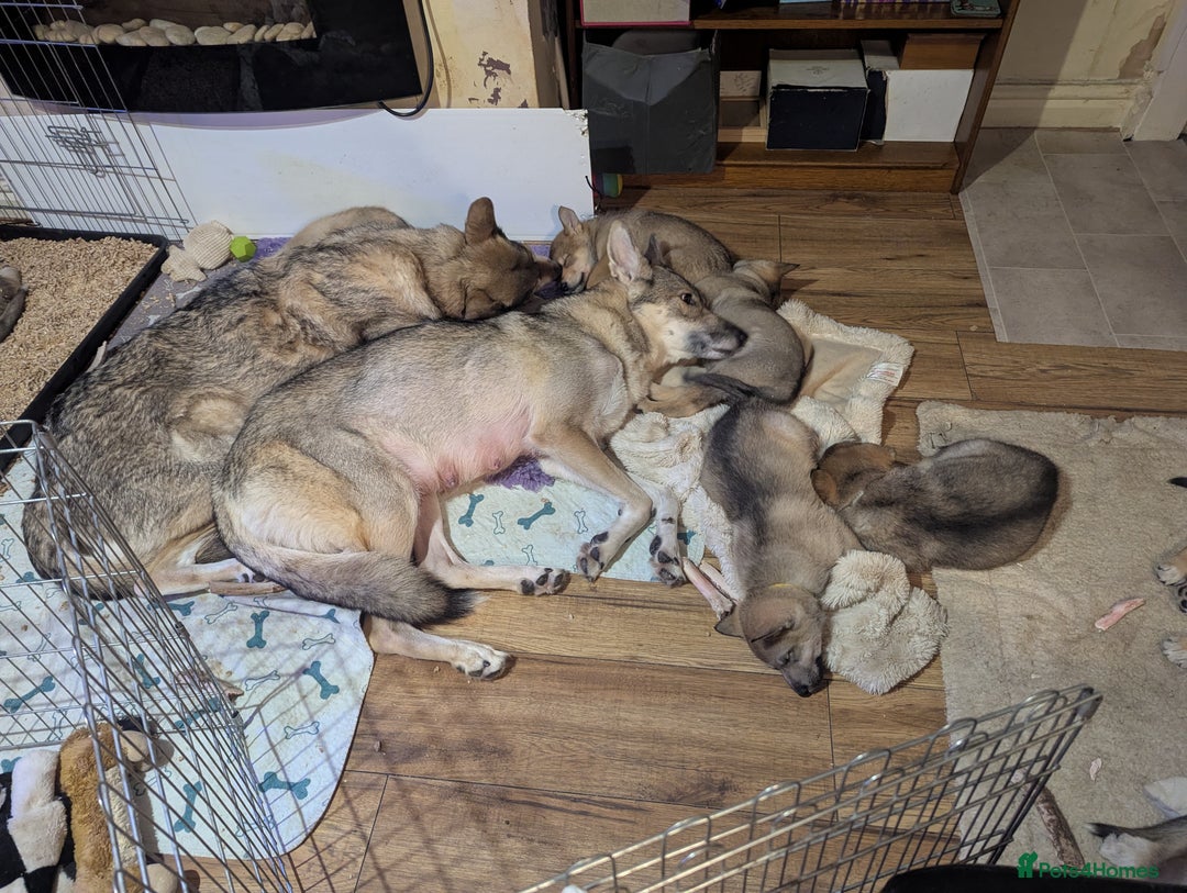 Saarloos Wolfdog dogs for sale: Lupine dog puppy female  - Advert 6