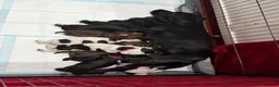 Cocker Spaniel dogs for sale: Outstanding Quality Puppies- Cocker Spaniel  in Slough - Advert 21