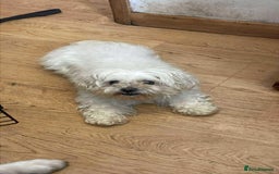 Maltese dogs for adoption: Kayleigh - Hingham Norfolk  - Image 1