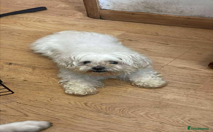 Maltese dogs - Advert 1