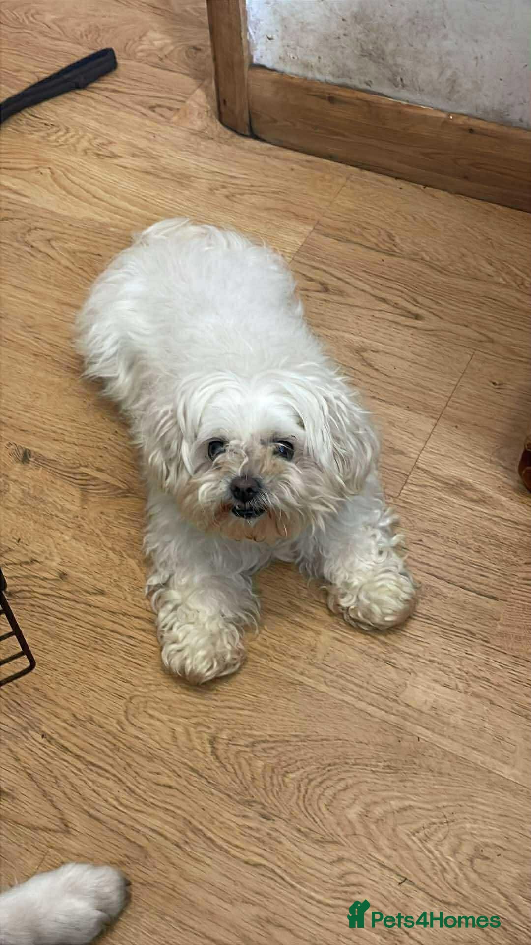 Maltese dogs for adoption: Kayleigh - Hingham Norfolk  - Image 1