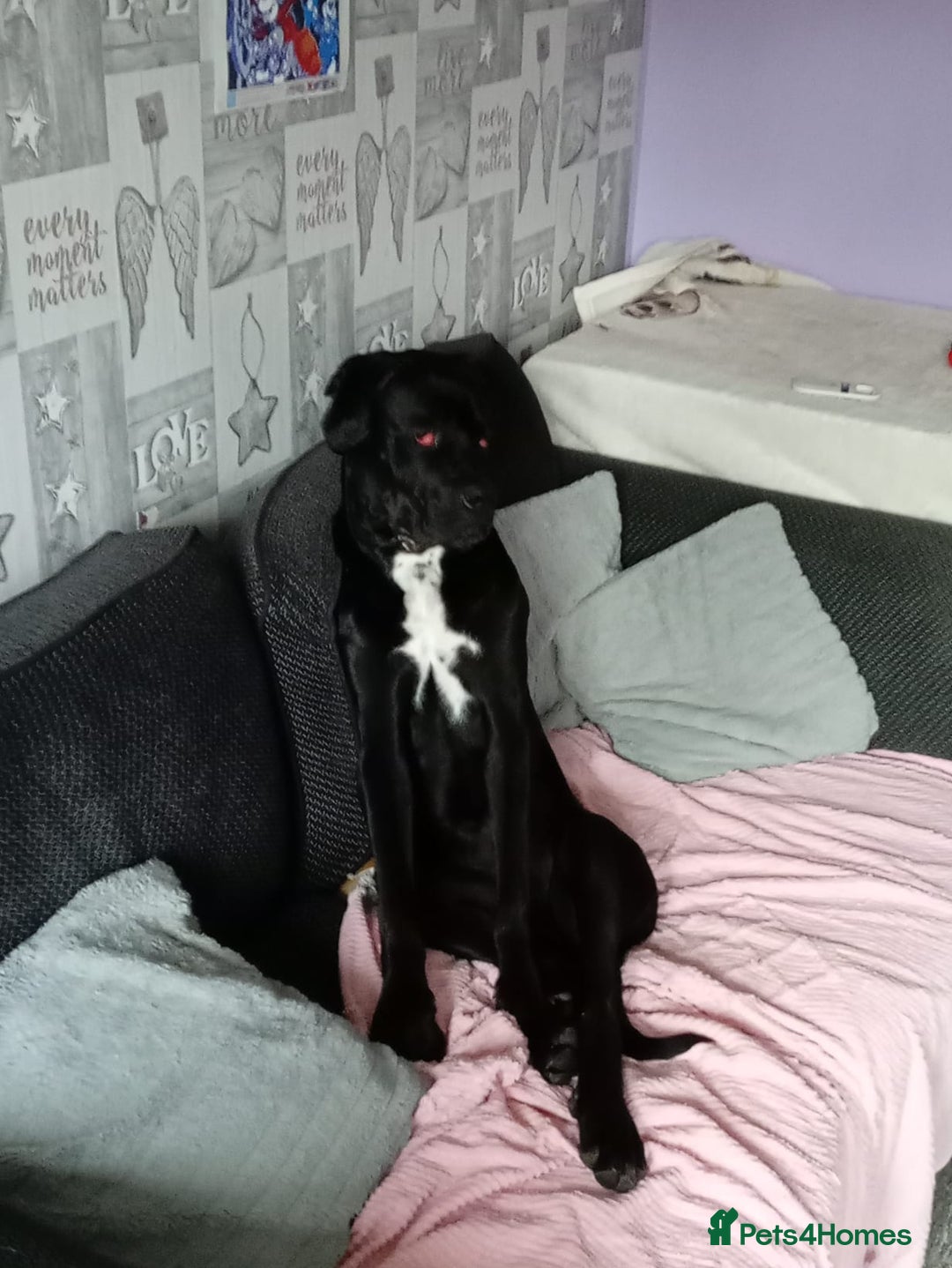 Cane Corso dogs for sale: Boo female  - Image 6