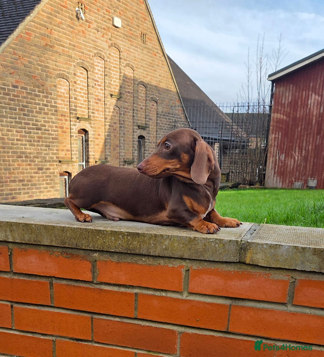 Miniature Dachshund dogs for stud: Choc & Tan carrying blue & piedball Mini Stud - Advert 3