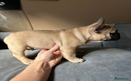 French Bulldog dogs for sale: KC, standard colours French Bulldog puppies🐾 - Image 31