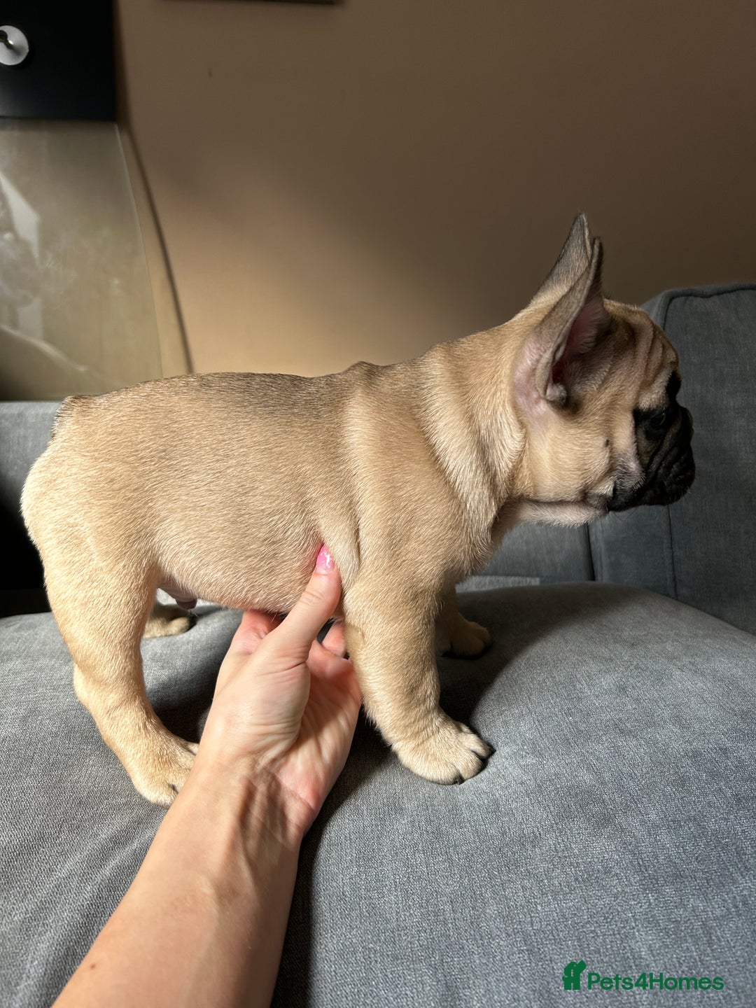 French Bulldog dogs for sale: KC, standard colours French Bulldog puppies🐾 - Image 31