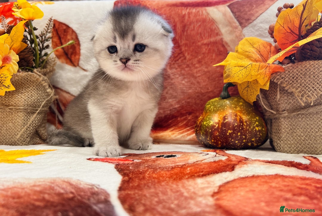 Scottish Fold cats for sale: Purrfect little babies - Image 9