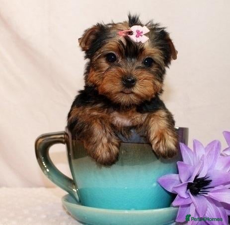 Yorkshire Terrier dogs Looking for a new home for our girl - Advert 17