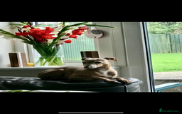 Italian Greyhound dogs for sale: Stunning Pedigree Italian Greyhounds Cream & Fawn  - Image 15