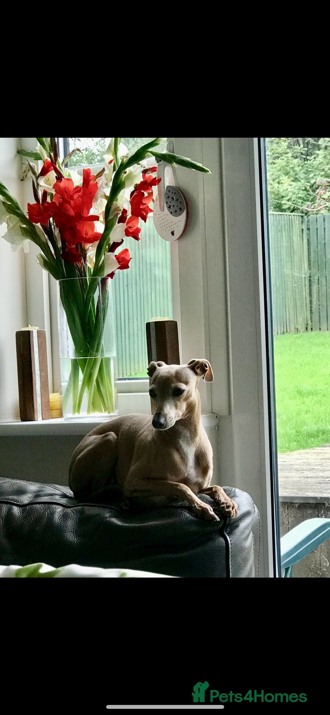 Italian Greyhound dogs for sale: Stunning Pedigree Italian Greyhounds Cream & Fawn  - Image 15