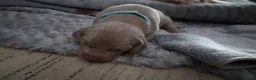 Weimaraner dogs for sale: Weimaraner puppies  - Advert 5