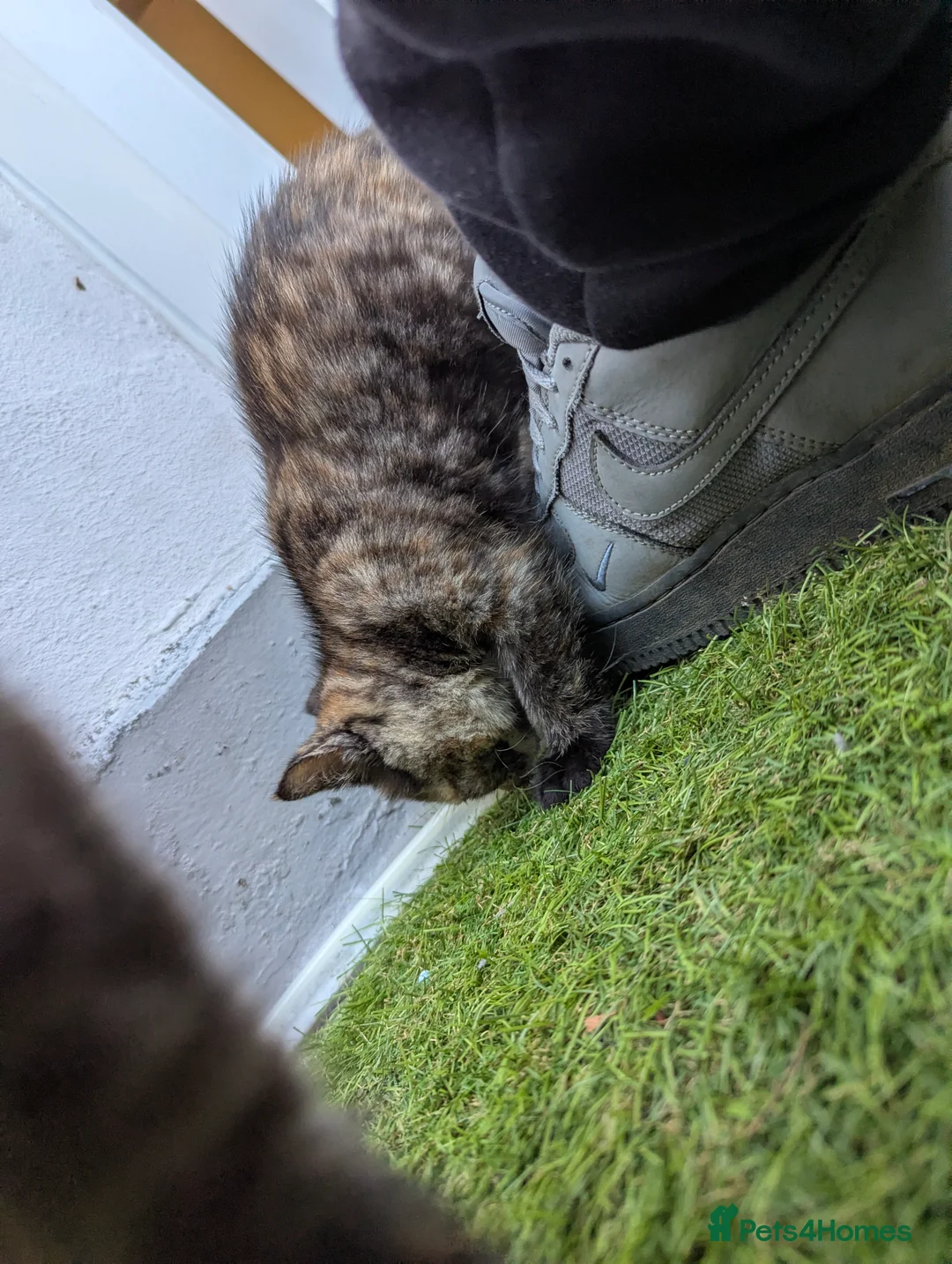 Maine Coon cats for sale: Mainecoon mix  - Advert 2