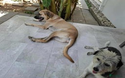 Mixed Breed dogs for adoption: Bobi! - Image 2