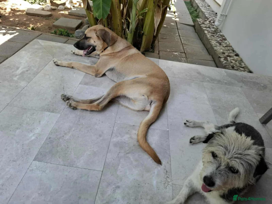 Mixed Breed dogs for adoption: Bobi! - Advert 2