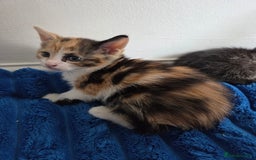 American Shorthair cats for sale: Gorgeous 8 Week Old Kittens - Image 14