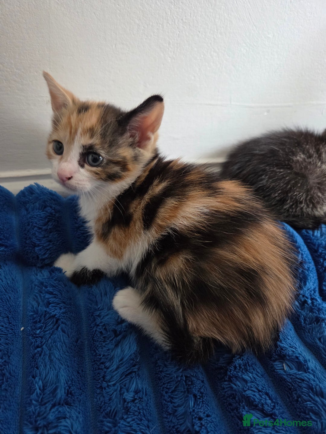 American Shorthair cats for sale: Gorgeous 8 Week Old Kittens - Image 14
