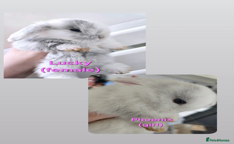 Mini Lop rabbits - Advert 2