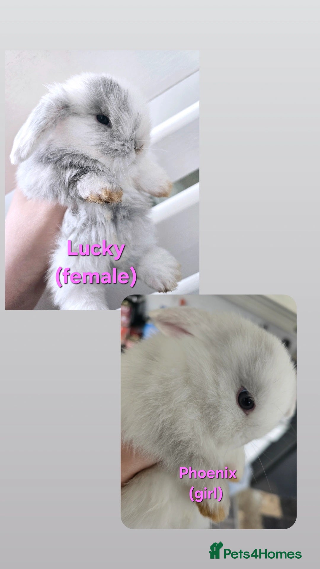 Mini Lop rabbits for sale: 2 gorgeous Mini lop baby girls  - Image 1