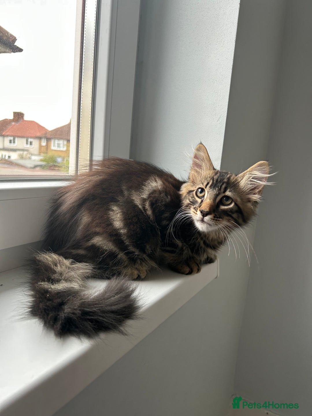British Longhair cats for sale: Fluffy Male Kitten - Advert 7