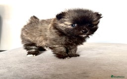 Pomsky dogs for sale: 3 girl pomskys for sale!  - Image 11