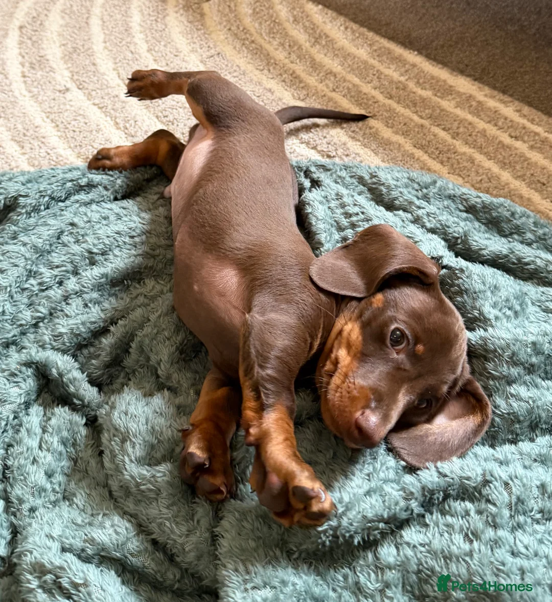 Miniature Dachshund dogs for sale: 2 miniature dachshund puppies for sale - Advert 1