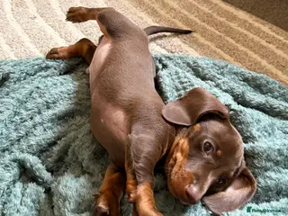 Miniature Dachshund dogs 2 miniature dachshund puppies for sale - Advert 1