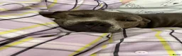 Staffordshire Bull Terrier dogs for sale: 3 stunning male blue staffies puppies  - Advert 7