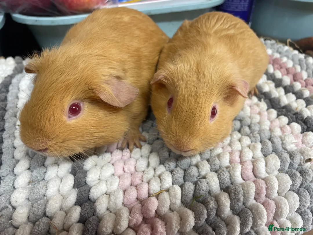 Guinea Pig rodents for sale: Saffron Boy Brothers - Advert 2