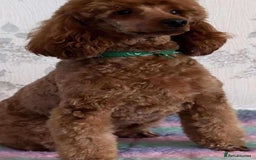 Cockapoo dogs for sale: Miniature red toy cockapoos - Advert 8