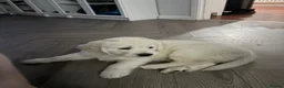 Golden Retriever dogs for sale: Male Cream golden retriever pup ready now - Advert 5