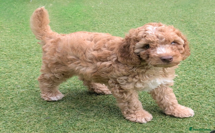 Cockapoo dogs - Advert 5