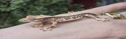 Gecko reptiles for sale: Crested geckos  - Advert 6
