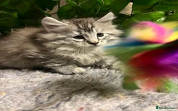 Maine Coon cats for sale: Gorgeous Maine Coon Boys GCCF reg  - Image 5