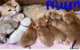 British Shorthair cats for sale: Beautiful British Shorthair kittens 🫶 - Image 3