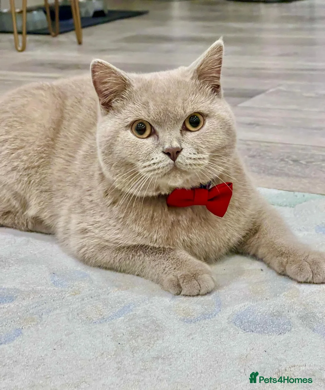 British Shorthair cats for sale: kitten british sort hair (blue) - Advert 7