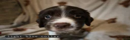 English Springer Spaniel dogs for sale: English Springer Spaniel Pups Working / House pets in Cleator Moor - Advert 11
